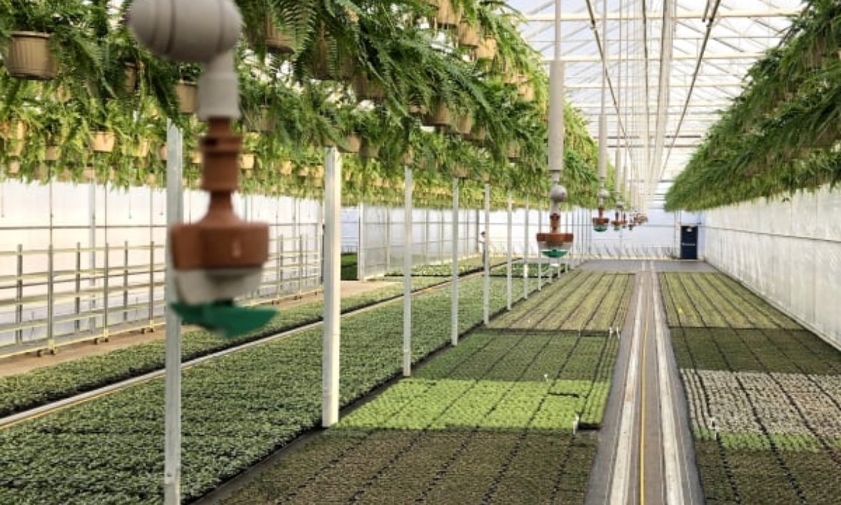 overhead nozzle irrigation