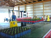 fixed spacing pot forks