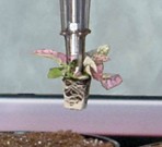 RW2100 transplanter close up