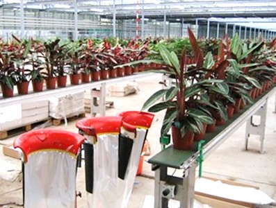 Production Line Conveyors